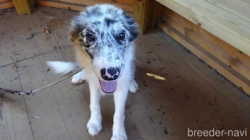 ボーダーコリーの子犬（ID:1273611218）の2枚目の写真/更新日:2022-08-30