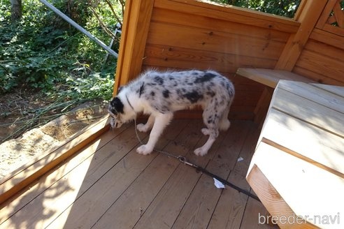 ボーダーコリーの子犬（ID:1273611218）の3枚目の写真/更新日:2022-04-09