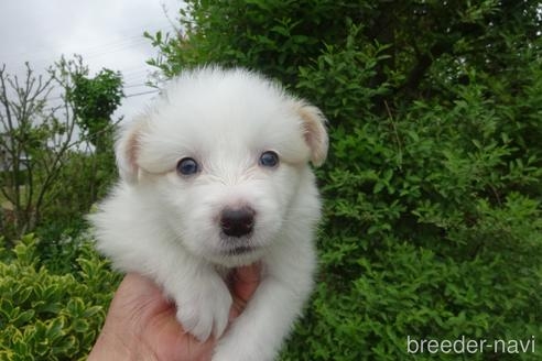 ボーダーコリーの子犬（ID:1273611224）の1枚目の写真/更新日:2022-05-01