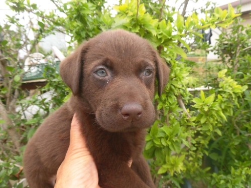 ラブラドールレトリバーの子犬（ID:1273611226）の2枚目の写真/更新日:2022-05-11