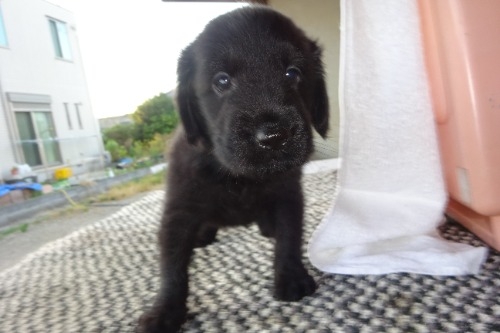 フラットコーテッドレトリバーの子犬（ID:1273611229）の1枚目の写真/更新日:2022-08-30