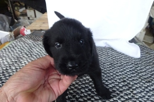 フラットコーテッドレトリバーの子犬（ID:1273611229）の2枚目の写真/更新日:2022-08-30