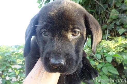 ラブラドールレトリバーの子犬（ID:1273611231）の1枚目の写真/更新日:2022-09-08