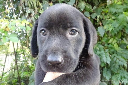 ラブラドールレトリバーの子犬（ID:1273611231）の2枚目の写真/更新日:2022-09-08