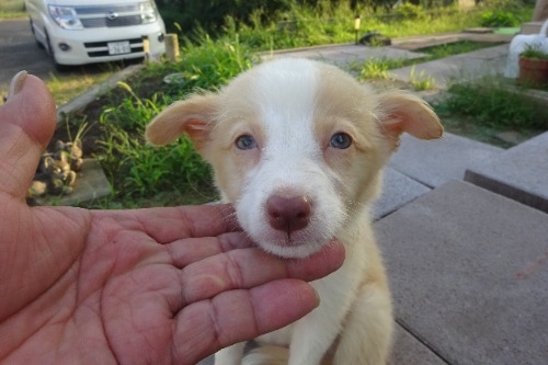 ボーダーコリーの子犬（ID:1273611234）の1枚目の写真/更新日:2022-09-17