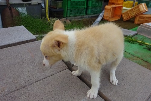 ボーダーコリーの子犬（ID:1273611234）の3枚目の写真/更新日:2022-09-17