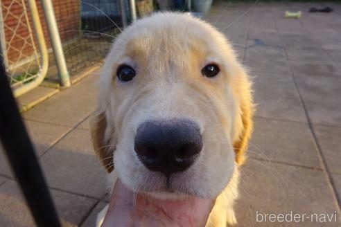 ゴールデンレトリバーの子犬（ID:1273611236）の1枚目の写真/更新日:2022-09-25