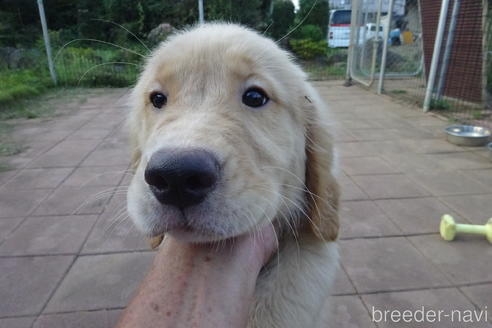 ゴールデンレトリバーの子犬（ID:1273611236）の2枚目の写真/更新日:2022-09-25