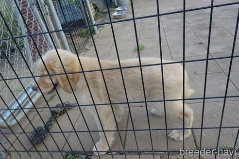 ゴールデンレトリバーの子犬（ID:1273611236）の3枚目の写真/更新日:2022-09-25