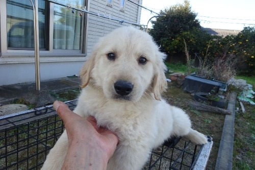 ゴールデンレトリバーの子犬（ID:1273611287）の1枚目の写真/更新日:2023-12-02