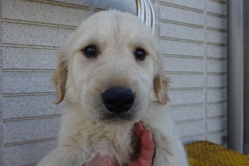 ゴールデンレトリバーの子犬（ID:1273611287）の2枚目の写真/更新日:2023-12-02