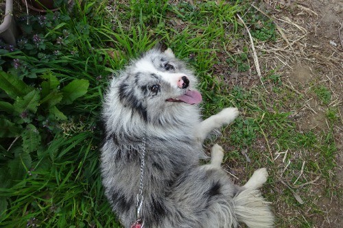 �{�[�_�[�R���[�̎q���iID:1273611366�j��3���ڂ̎ʐ^/�X�V��:2026-03-26