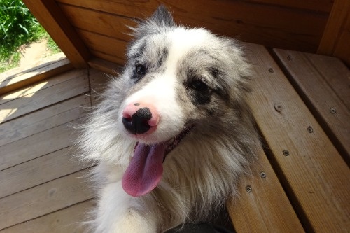 �{�[�_�[�R���[�̎q���iID:1273611366�j��4���ڂ̎ʐ^/�X�V��:2026-03-26