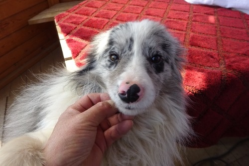 �{�[�_�[�R���[�̎q���iID:1273611366�j��5���ڂ̎ʐ^/�X�V��:2026-03-26