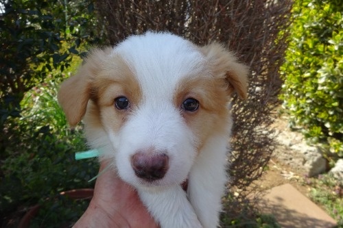 �{�[�_�[�R���[�̎q���iID:1273611388�j��1���ڂ̎ʐ^/�X�V��:2026-03-26