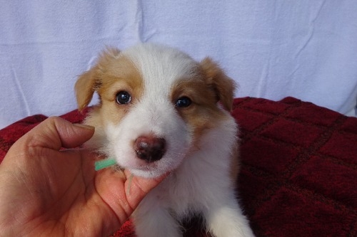 �{�[�_�[�R���[�̎q���iID:1273611388�j��2���ڂ̎ʐ^/�X�V��:2026-03-26