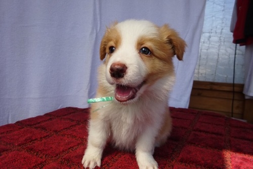 �{�[�_�[�R���[�̎q���iID:1273611388�j��3���ڂ̎ʐ^/�X�V��:2026-03-26