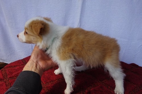 �{�[�_�[�R���[�̎q���iID:1273611388�j��4���ڂ̎ʐ^/�X�V��:2026-03-26