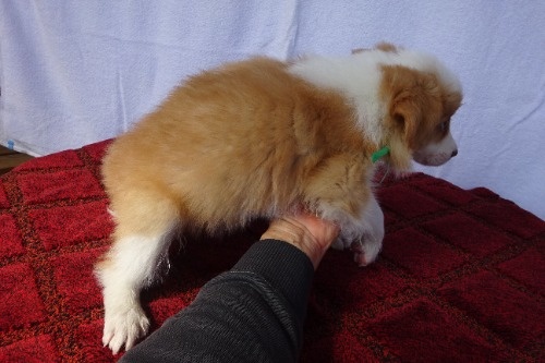 �{�[�_�[�R���[�̎q���iID:1273611388�j��5���ڂ̎ʐ^/�X�V��:2026-03-26