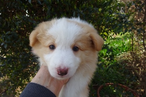 �{�[�_�[�R���[�̎q���iID:1273611389�j��1���ڂ̎ʐ^/�X�V��:2026-03-26