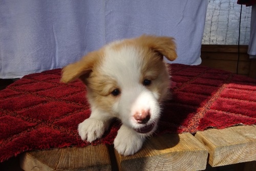 �{�[�_�[�R���[�̎q���iID:1273611389�j��2���ڂ̎ʐ^/�X�V��:2026-03-26