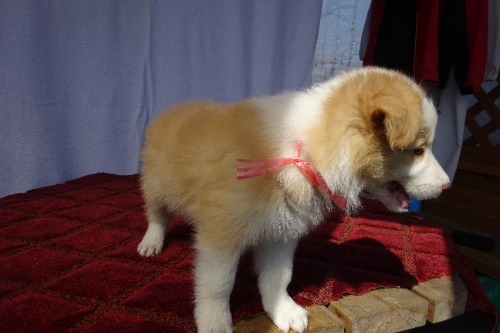 �{�[�_�[�R���[�̎q���iID:1273611389�j��3���ڂ̎ʐ^/�X�V��:2026-03-26