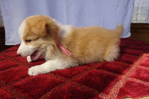 �{�[�_�[�R���[�̎q���iID:1273611389�j��4���ڂ̎ʐ^/�X�V��:2026-03-26