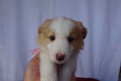 �{�[�_�[�R���[�̎q���iID:1273611389�j��5���ڂ̎ʐ^/�X�V��:2026-03-26