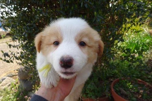 �{�[�_�[�R���[�̎q���iID:1273611390�j��1���ڂ̎ʐ^/�X�V��:2026-03-26