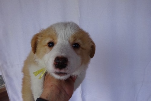 �{�[�_�[�R���[�̎q���iID:1273611390�j��2���ڂ̎ʐ^/�X�V��:2026-03-26