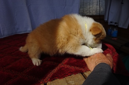 �{�[�_�[�R���[�̎q���iID:1273611390�j��4���ڂ̎ʐ^/�X�V��:2026-03-26