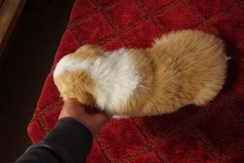 �{�[�_�[�R���[�̎q���iID:1273611390�j��5���ڂ̎ʐ^/�X�V��:2026-03-26