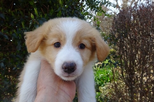 �{�[�_�[�R���[�̎q���iID:1273611391�j��1���ڂ̎ʐ^/�X�V��:2026-03-26