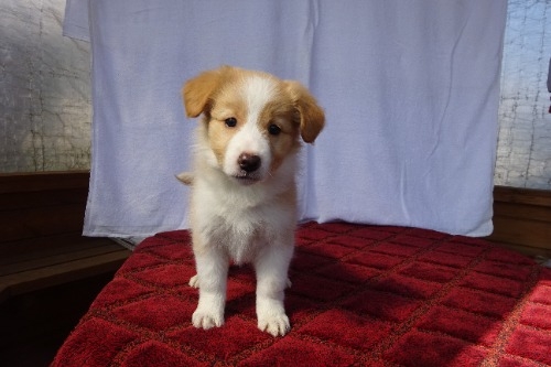 �{�[�_�[�R���[�̎q���iID:1273611391�j��2���ڂ̎ʐ^/�X�V��:2026-03-26