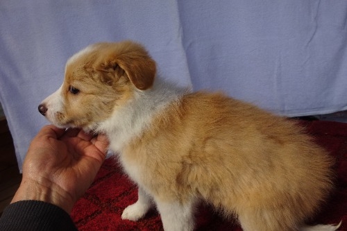 �{�[�_�[�R���[�̎q���iID:1273611391�j��3���ڂ̎ʐ^/�X�V��:2026-03-26