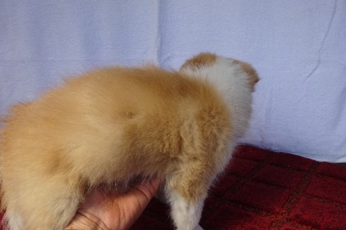 �{�[�_�[�R���[�̎q���iID:1273611391�j��4���ڂ̎ʐ^/�X�V��:2026-03-26