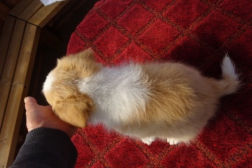 �{�[�_�[�R���[�̎q���iID:1273611391�j��5���ڂ̎ʐ^/�X�V��:2026-03-26