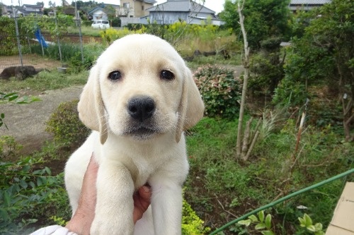 ���u���h�[�����g���o�[�̎q���iID:1273611392�j��1���ڂ̎ʐ^/�X�V��:2026-04-08