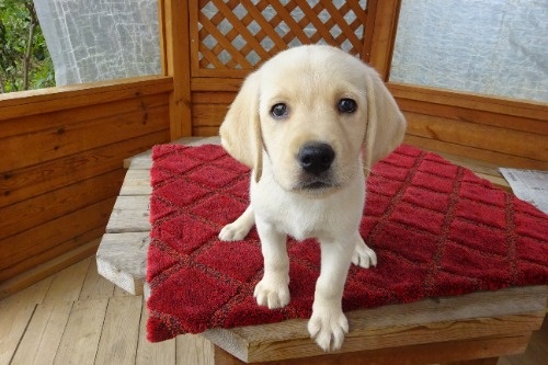 ���u���h�[�����g���o�[�̎q���iID:1273611392�j��2���ڂ̎ʐ^/�X�V��:2026-04-08