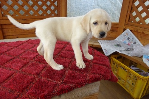 ���u���h�[�����g���o�[�̎q���iID:1273611392�j��3���ڂ̎ʐ^/�X�V��:2026-04-08