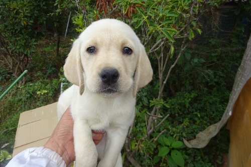 ���u���h�[�����g���o�[�̎q���iID:1273611393�j��1���ڂ̎ʐ^/�X�V��:2026-04-08