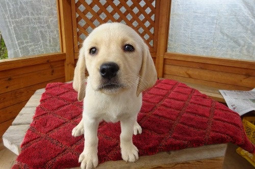 ���u���h�[�����g���o�[�̎q���iID:1273611393�j��2���ڂ̎ʐ^/�X�V��:2026-04-08