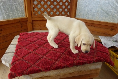 ���u���h�[�����g���o�[�̎q���iID:1273611393�j��3���ڂ̎ʐ^/�X�V��:2026-04-08