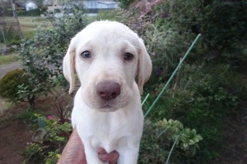 ラブラドールレトリバーの子犬(ID:1273611412)の1枚目の写真/更新日:2026-10-15
