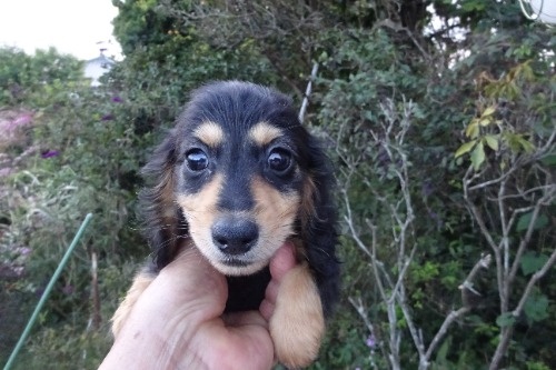 ミニチュアダックスフンド(ロング)の子犬(ID:1273611413)の1枚目の写真/更新日:2026-10-15