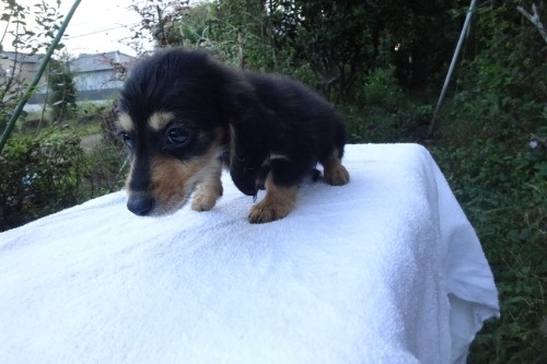 ミニチュアダックスフンド(ロング)の子犬(ID:1273611413)の3枚目の写真/更新日:2026-10-15