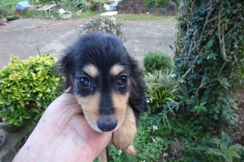 ミニチュアダックスフンド(ロング)の子犬(ID:1273611413)の4枚目の写真/更新日:2026-10-15