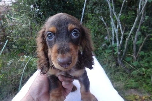 ミニチュアダックスフンド(ロング)の子犬(ID:1273611414)の1枚目の写真/更新日:2026-10-15