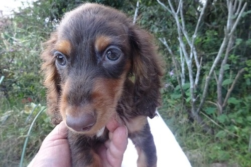 ミニチュアダックスフンド(ロング)の子犬(ID:1273611414)の2枚目の写真/更新日:2026-10-15