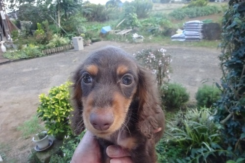 ミニチュアダックスフンド(ロング)の子犬(ID:1273611414)の3枚目の写真/更新日:2026-10-15